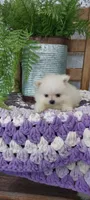 Wilma, a male Pomeranian for sale in Montgomery, IN – Photo 1 of 3