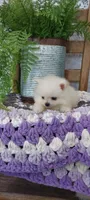 Wilma, a male Pomeranian for sale in Montgomery, IN – Photo 3 of 3