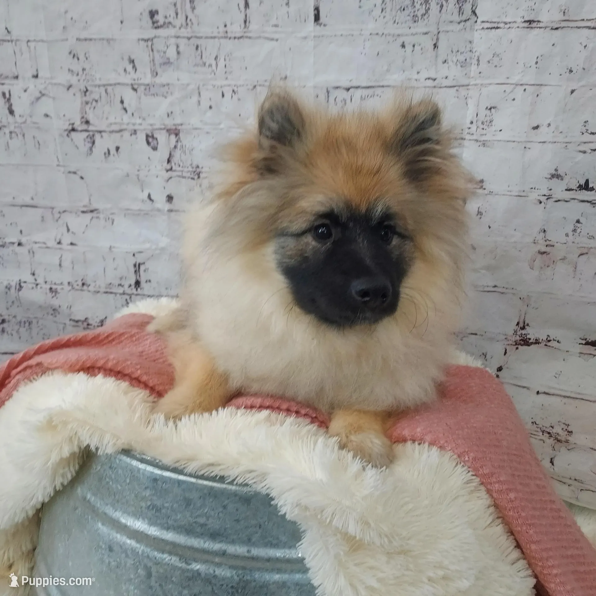 Danielle, a male Keeshond for sale in Montgomery, IN – Photo 2 of 3
