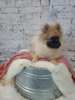 Danielle, a male Keeshond for sale in Montgomery, IN – Photo 3 of 3