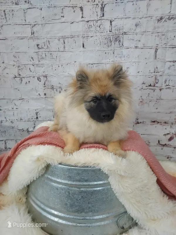 Danielle – Keeshond puppy for sale in Montgomery, IN