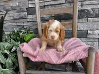 Rhonda, a female Cocker Spaniel for sale in Montgomery, IN – 2 of 2