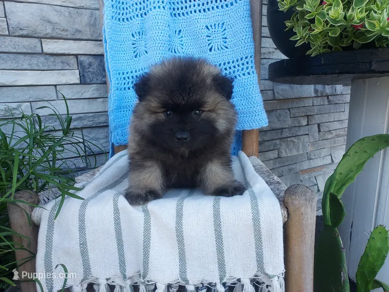 Darrin – Keeshond puppy for sale in Montgomery, IN