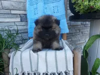 Darrin, a male Keeshond for sale in Montgomery, IN – 1 of 3