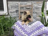 Shanna, a female Keeshond for sale in Montgomery, IN – 2 of 3