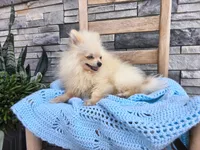 Hunter , a male Pomeranian for sale in Montgomery, IN – 4 of 6