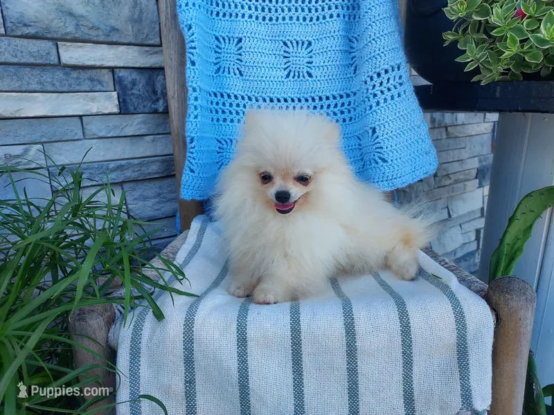 Hunter  – Pomeranian puppy for sale in Montgomery, IN