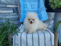 Hunter , a male Pomeranian for sale in Montgomery, IN – 1 of 3