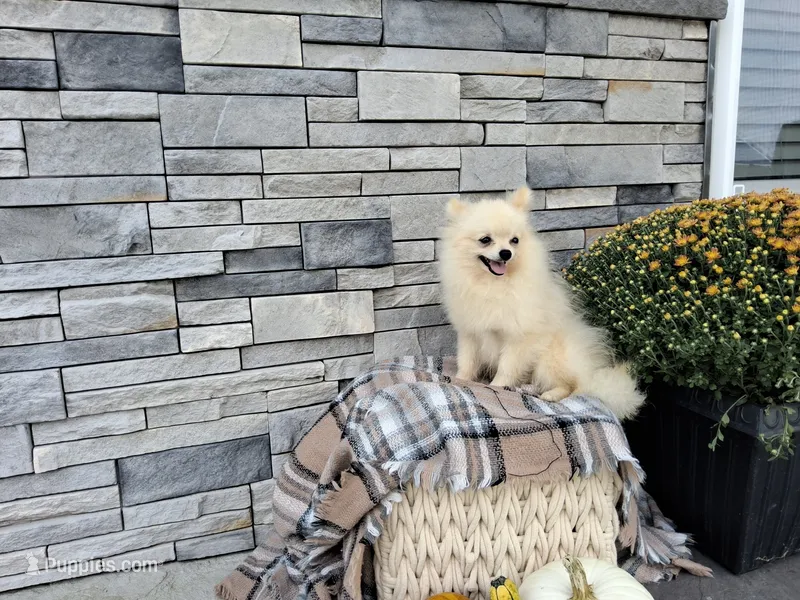 Hunter – Pomeranian puppy for sale in Montgomery, IN