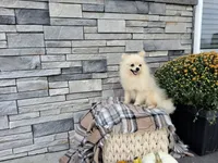 Hunter, a male Pomeranian for sale in Montgomery, IN – 1 of 4