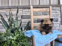 Charlie, a male Keeshond for sale in Montgomery, IN – 2 of 3