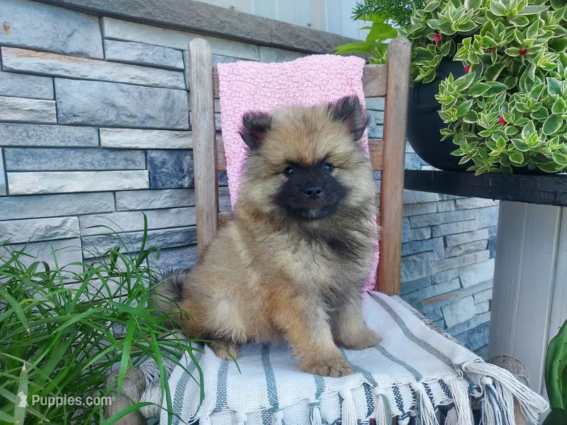 Shanna – Keeshond puppy for sale in Montgomery, IN