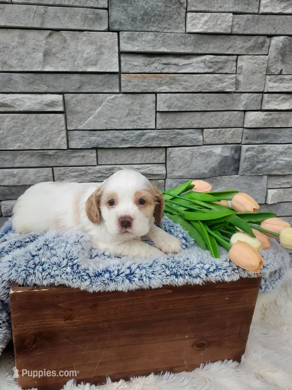 Maverick – Cocker Spaniel puppy for sale in Montgomery, IN