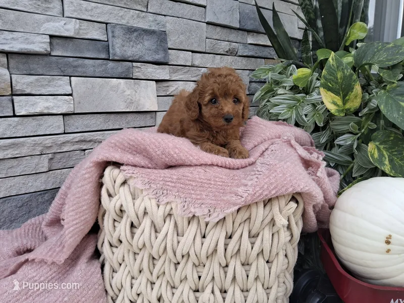 Emmalynn – Poodle - Miniature  puppy for sale in Montgomery, IN