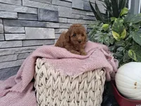 Emmalynn, a female Poodle - Miniature  for sale in Montgomery, IN – 1 of 3