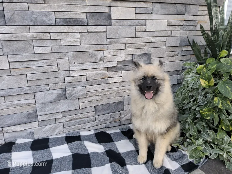 Shanna – Keeshond puppy for sale in Montgomery, IN