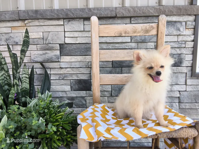 Heidi – Pomeranian puppy for sale in Montgomery, IN