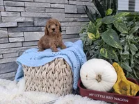 Ezekial, a male Poodle - Miniature  for sale in Montgomery, IN – 1 of 3