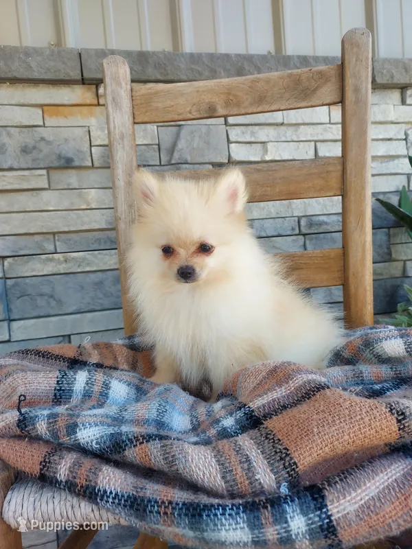 Heidi – Pomeranian puppy for sale in Montgomery, IN