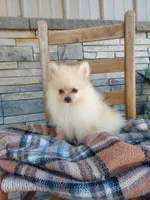 Heidi, a female Pomeranian for sale in Montgomery, IN – 1 of 3