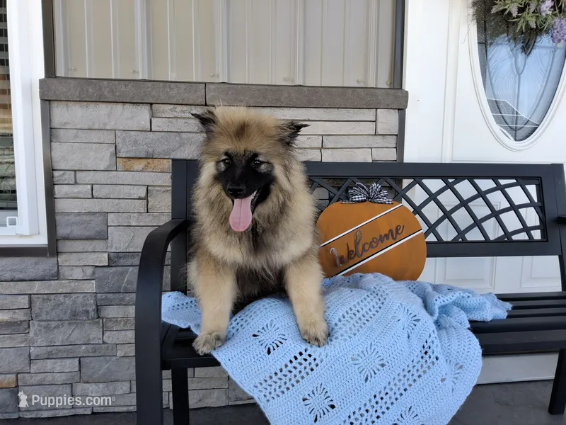 Daniel – Keeshond puppy for sale in Montgomery, IN