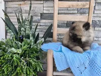 Caleb, a male Keeshond for sale in Montgomery, IN – 2 of 3
