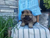Daniel, a male Keeshond for sale in Montgomery, IN – 3 of 3