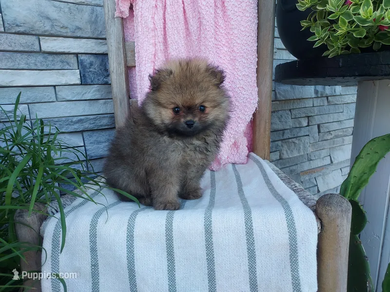Sherry – Pomeranian puppy for sale in Montgomery, IN