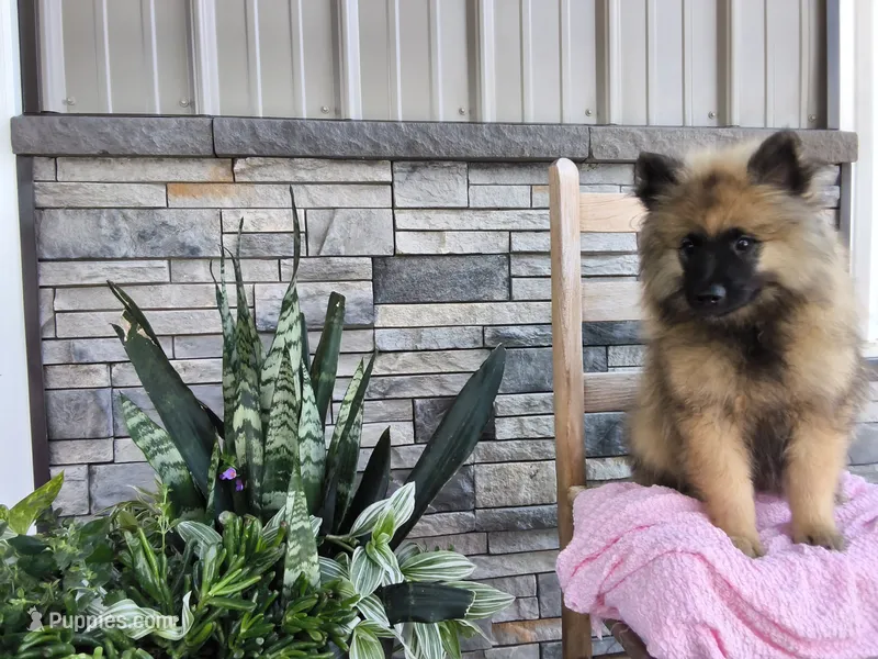 Shannia – Keeshond puppy for sale in Montgomery, IN