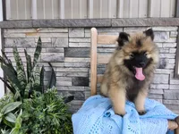 Devon, a male Keeshond for sale in Montgomery, IN – 4 of 5