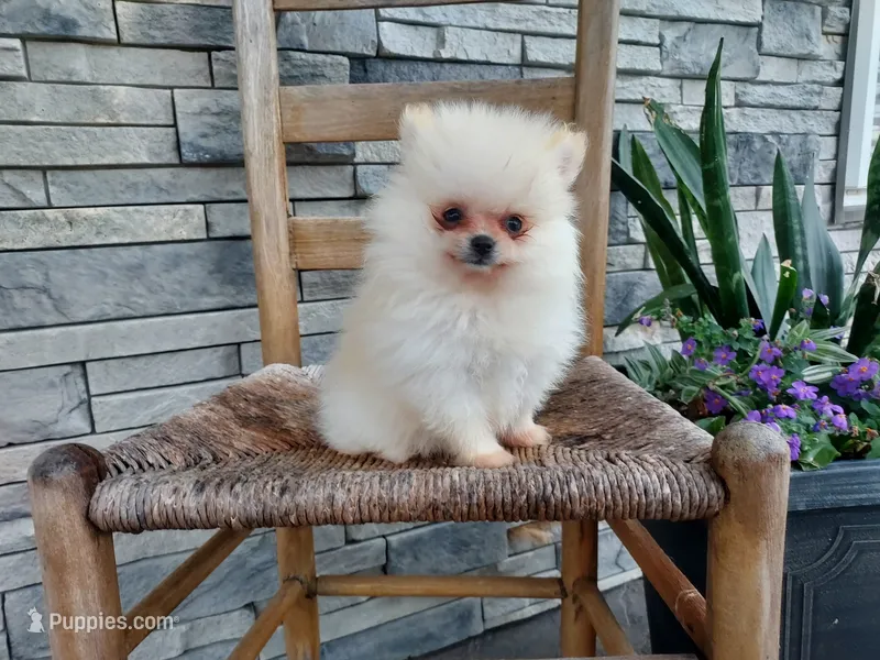 Hunter  – Pomeranian puppy for sale in Montgomery, IN