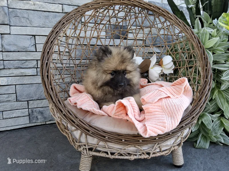 Callie – Keeshond puppy for sale in Montgomery, IN