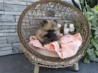 Callie, a female Keeshond for sale in Montgomery, IN – 1 of 2