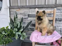 Deanna, a male Keeshond for sale in Montgomery, IN – 4 of 5