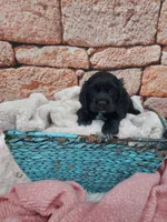 Susie, a male Cocker Spaniel for sale in Montgomery, IN – Photo 2 of 3