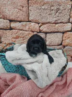 Susie, a male Cocker Spaniel for sale in Montgomery, IN – Photo 1 of 3