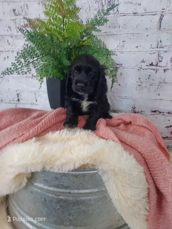 Susie – Cocker Spaniel puppy for sale in Montgomery, IN