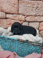 Susie, a male Cocker Spaniel for sale in Montgomery, IN – Photo 3 of 3