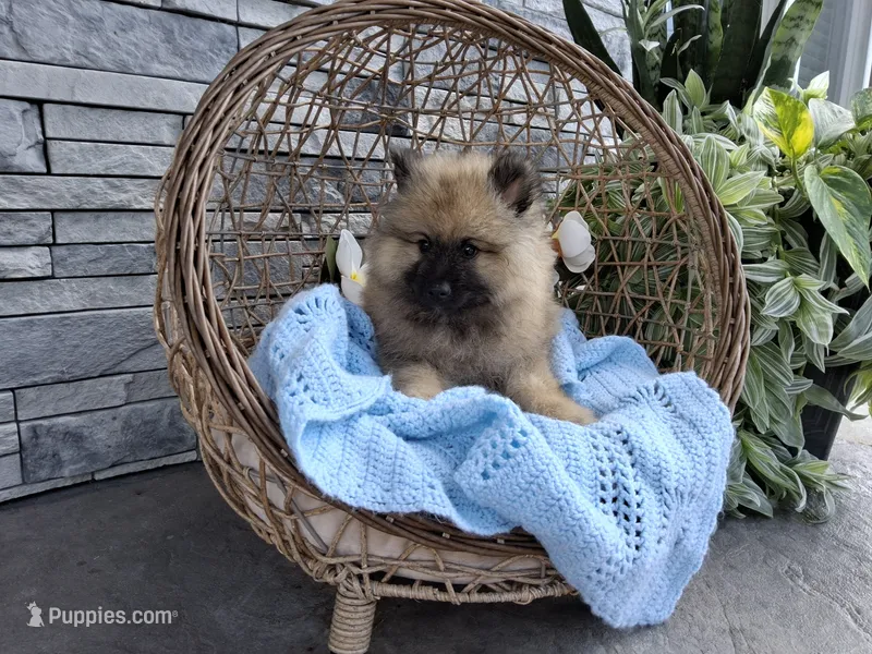 Chase – Keeshond puppy for sale in Montgomery, IN