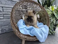 Chase, a male Keeshond for sale in Montgomery, IN – 1 of 2