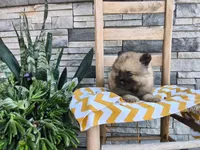 Cassandra, a female Keeshond for sale in Montgomery, IN – 3 of 3