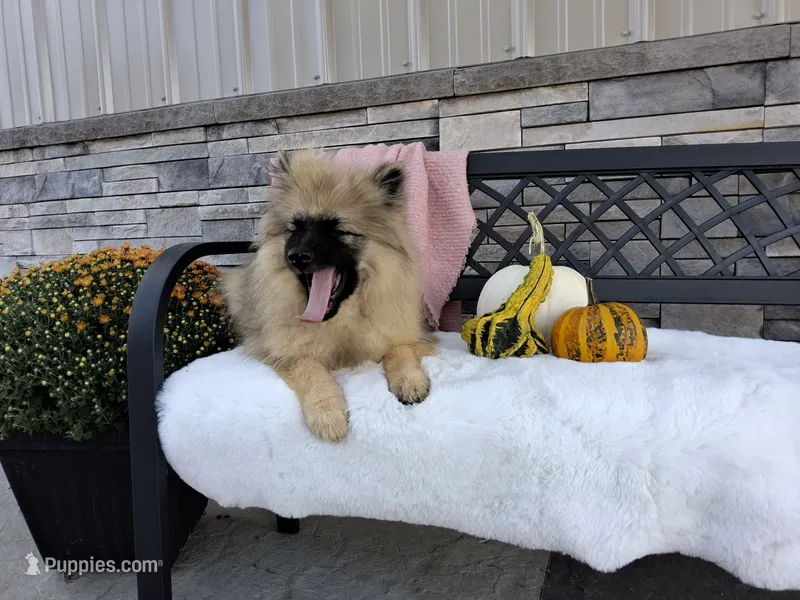 Deanna – Keeshond puppy for sale in Montgomery, IN