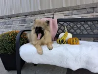 Deanna, a female Keeshond for sale in Montgomery, IN – 1 of 9