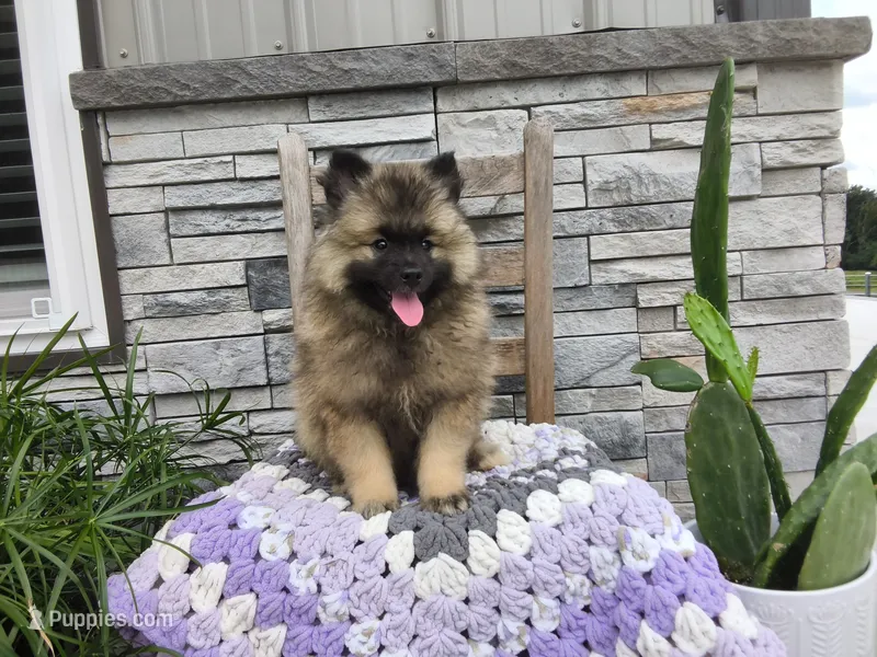Susan – Keeshond puppy for sale in Montgomery, IN