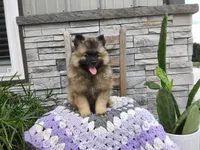 Susan, a female Keeshond for sale in Montgomery, IN – 1 of 3