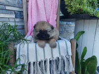 Deanna, a male Keeshond for sale in Montgomery, IN – 3 of 3