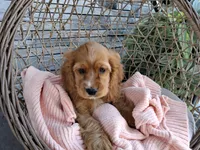 Rita, a female Cocker Spaniel for sale in Montgomery, IN – 2 of 2