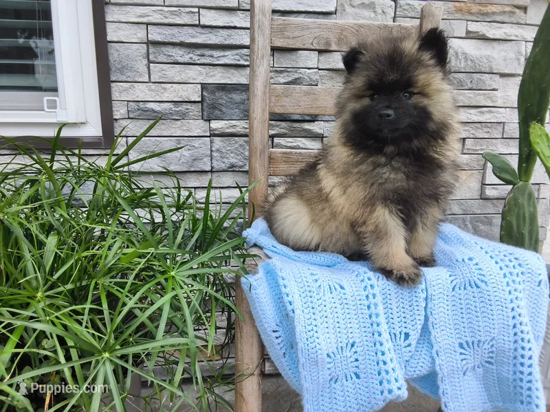 Darrin – Keeshond puppy for sale in Montgomery, IN