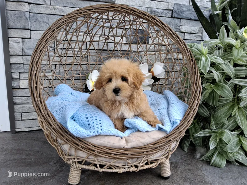 Sammy – Maltipoo puppy for sale in Montgomery, IN