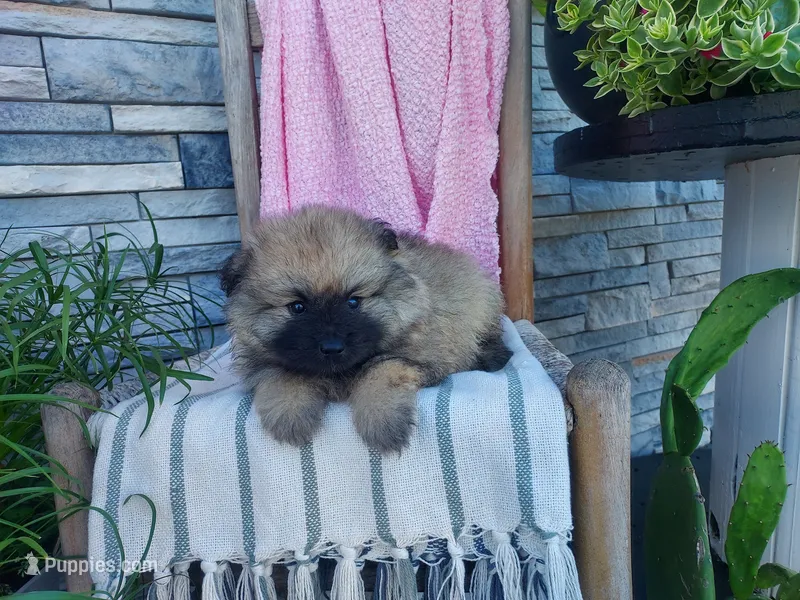 Deanna – Keeshond puppy for sale in Montgomery, IN